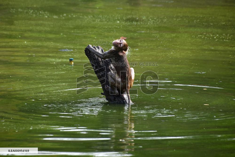 INDIA-UTTAR PRADESH-PRAYAGRAJ-MONKEYS-BATH