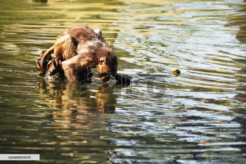 INDIA-UTTAR PRADESH-PRAYAGRAJ-MONKEYS-BATH