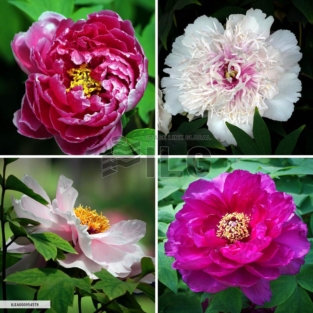 CHINA-HENAN-LUOYANG-PEONY (CN)