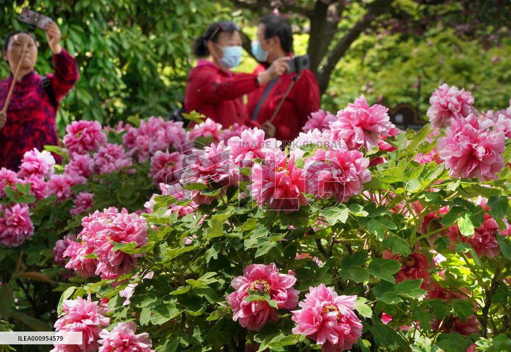 CHINA-HENAN-LUOYANG-PEONY (CN)