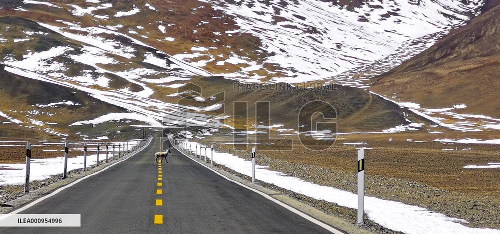 (InTibet)CHINA-TIBET-WILD ANIMALS (CN)