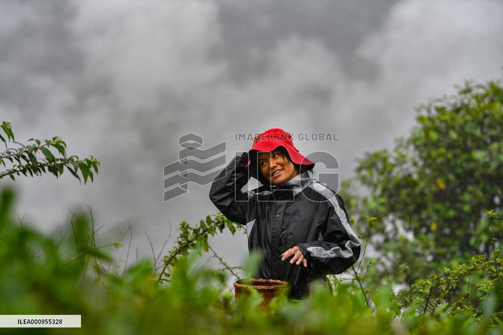 CHINA-TIBET-TEA HARVEST (CN)