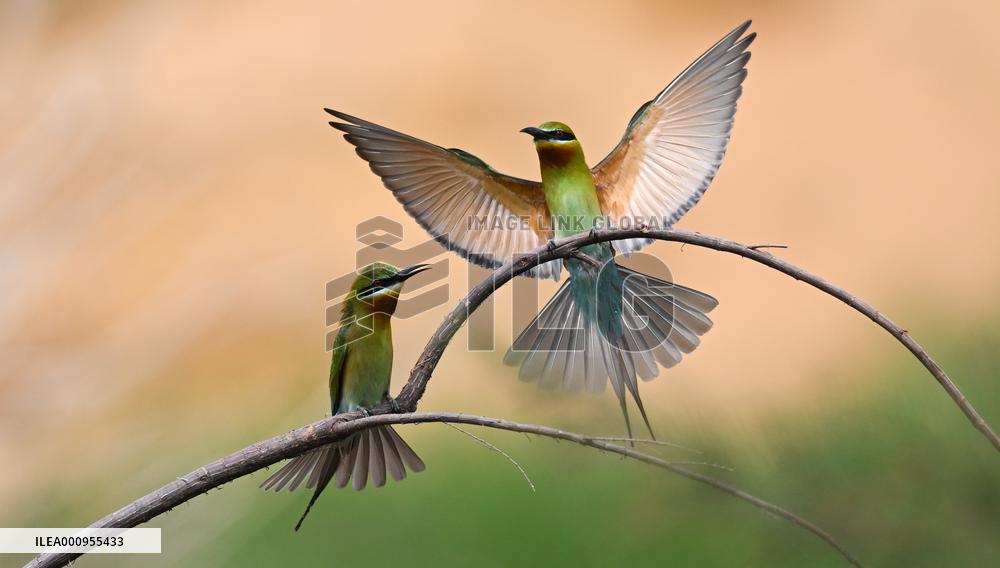 CHINA-HAINAN-HAIKOU-BEE EATERS (CN)