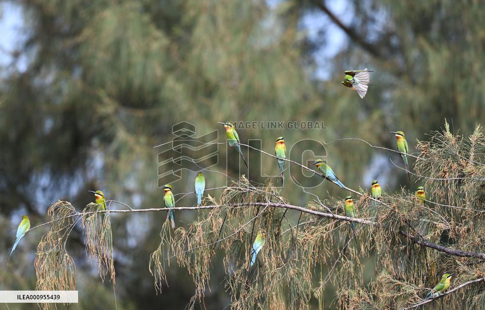 CHINA-HAINAN-HAIKOU-BEE EATERS (CN)