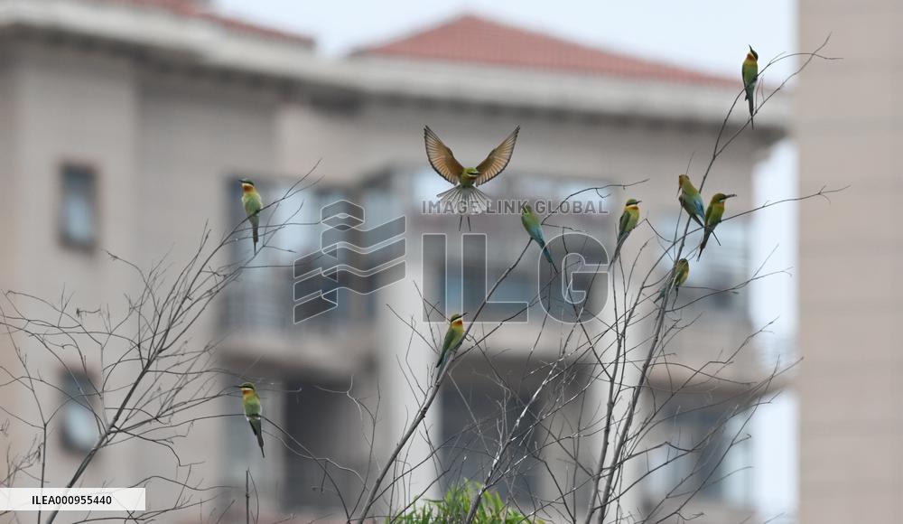 CHINA-HAINAN-HAIKOU-BEE EATERS (CN)