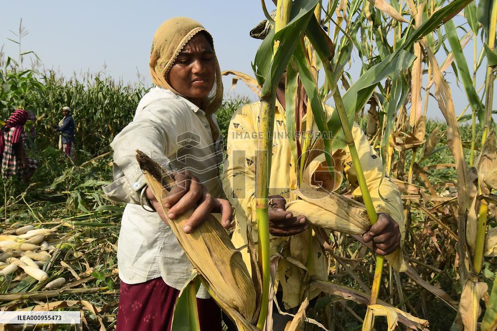 INDIA-ASSAM-MAIZE HARVEST
