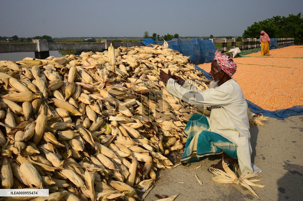 INDIA-ASSAM-MAIZE HARVEST