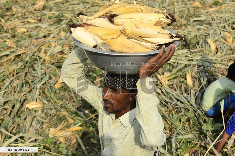 INDIA-ASSAM-MAIZE HARVEST