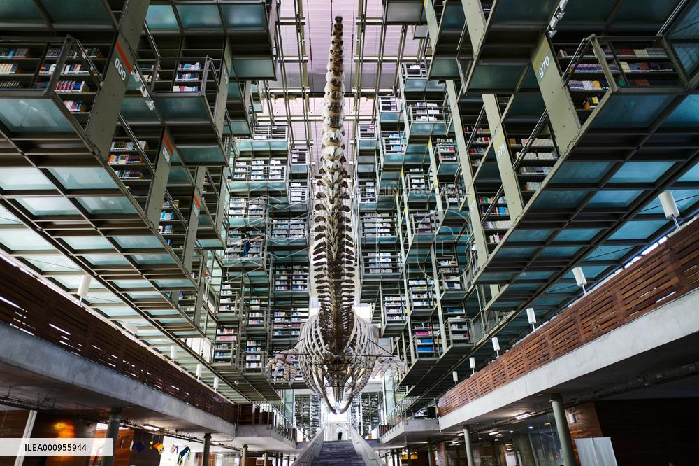 MEXICO-MEXICO CITY-VASCONCELOS LIBRARY
