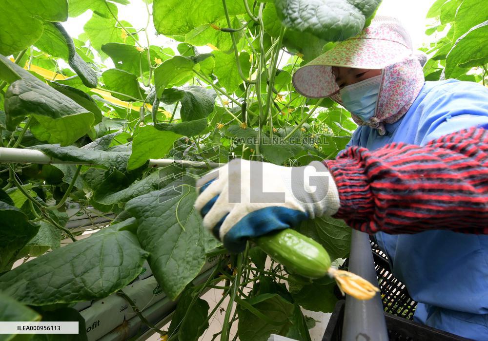 CHINA-SHANGHAI-VEGETABLES-SUPPLY (CN)