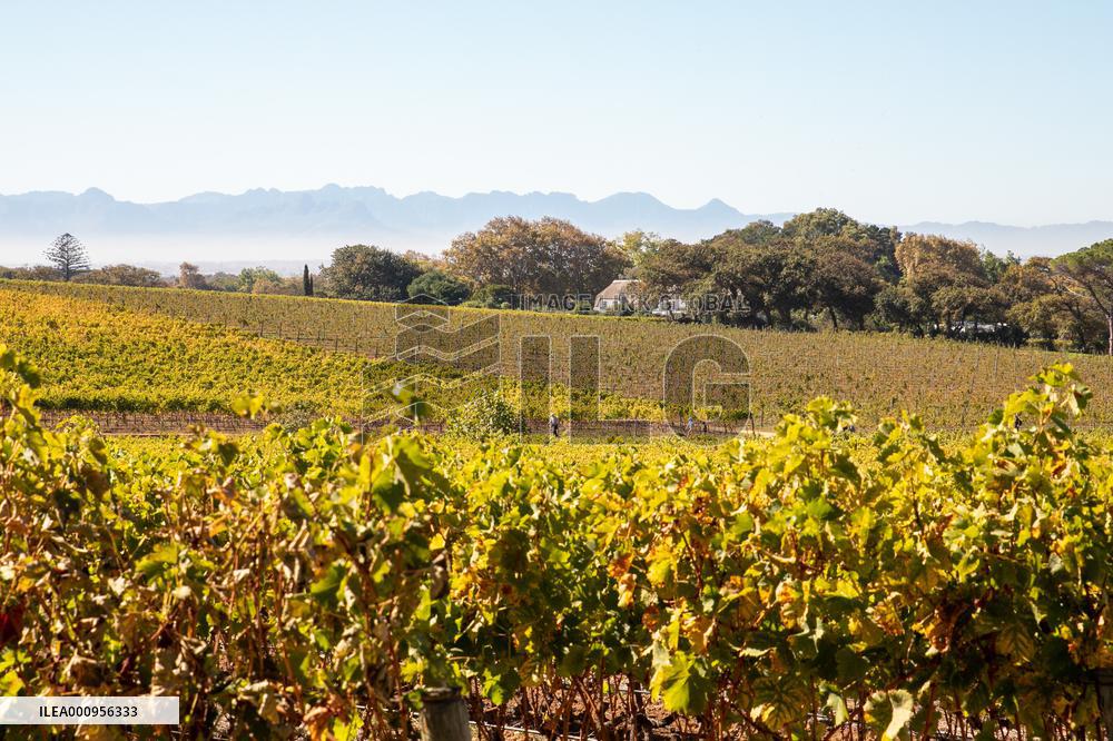 SOUTH AFRICA-CAPE TOWN-WINE FARM