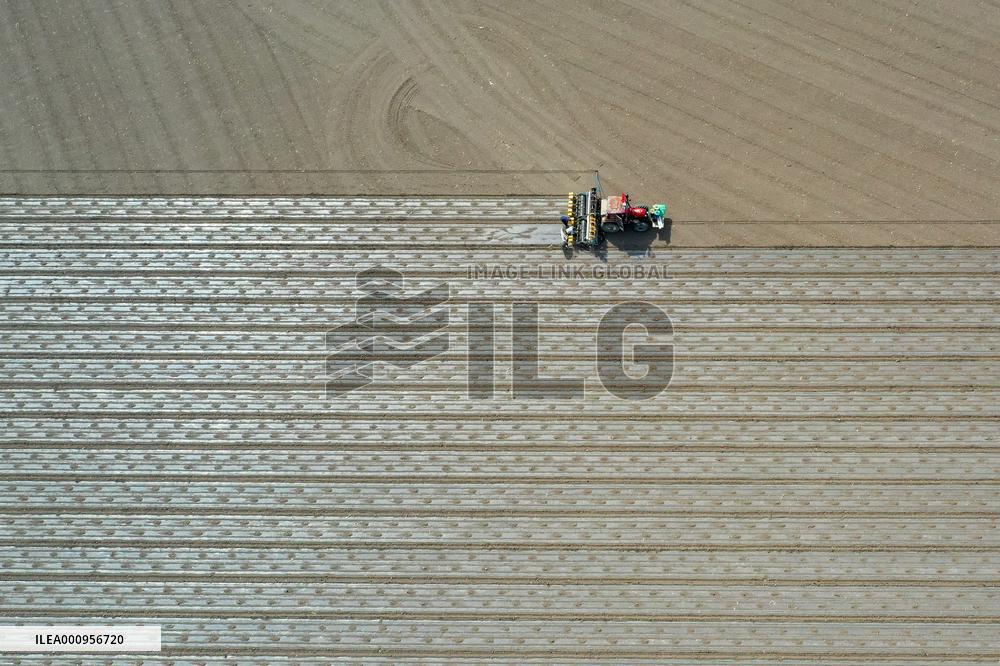 CHINA-XINJIANG-COTTON FARMING (CN)