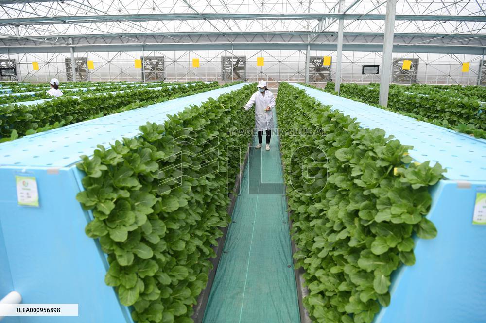 CHINA-ANHUI-HEFEI-FEIDONG-SMART GREENHOUSE (CN)