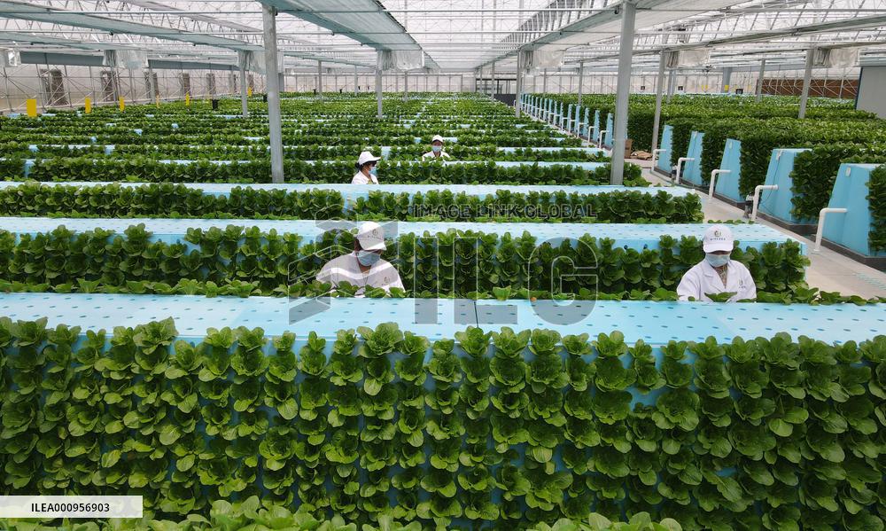 CHINA-ANHUI-HEFEI-FEIDONG-SMART GREENHOUSE (CN)