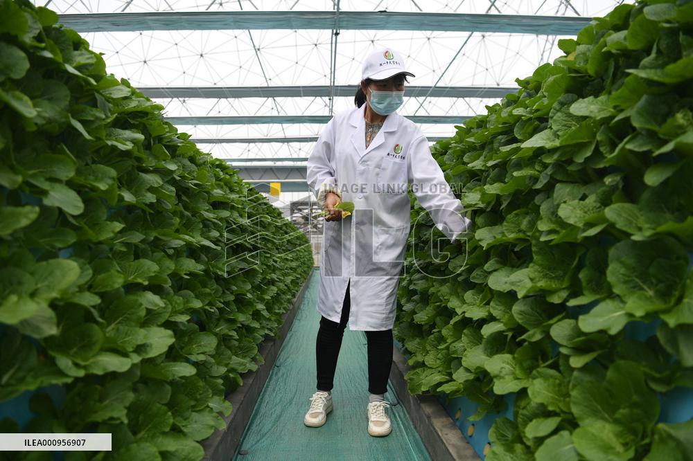 CHINA-ANHUI-HEFEI-FEIDONG-SMART GREENHOUSE (CN)