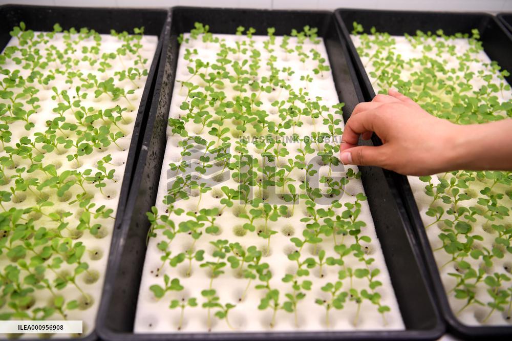 CHINA-ANHUI-HEFEI-FEIDONG-SMART GREENHOUSE (CN)