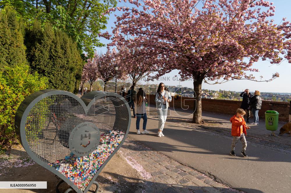 HUNGARY-BUDAPEST-CHERRY BLOSSOM