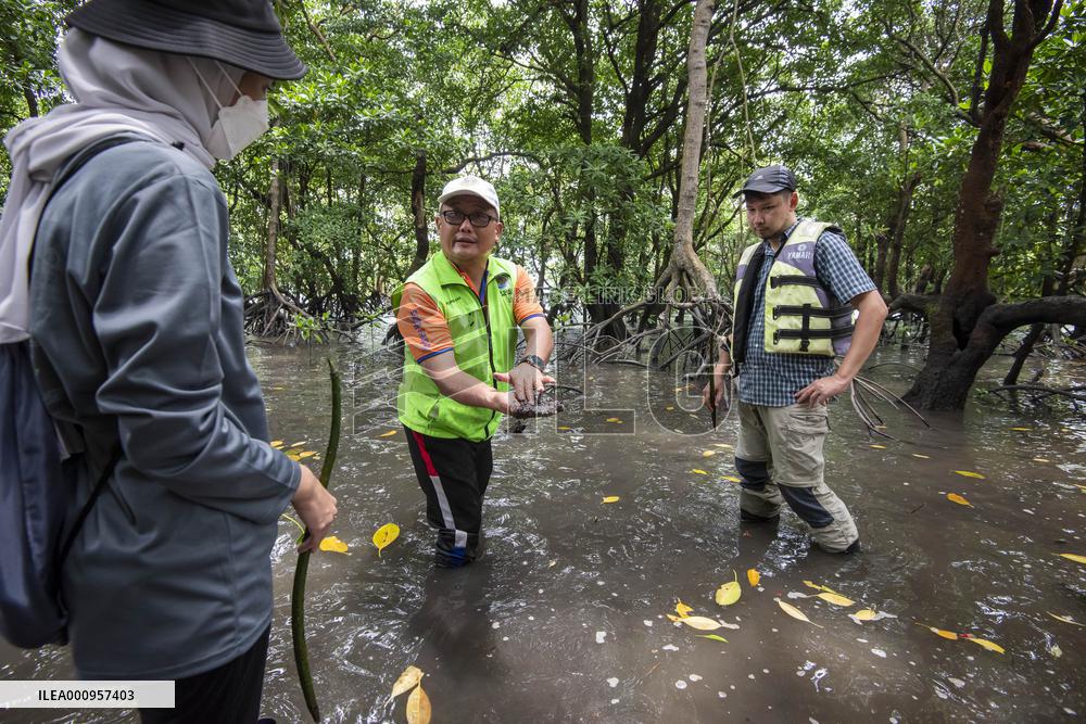 MALAYSIA-JOHOR-MANGROVE