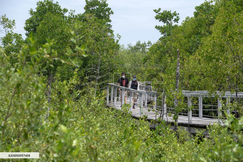 MALAYSIA-JOHOR-MANGROVE