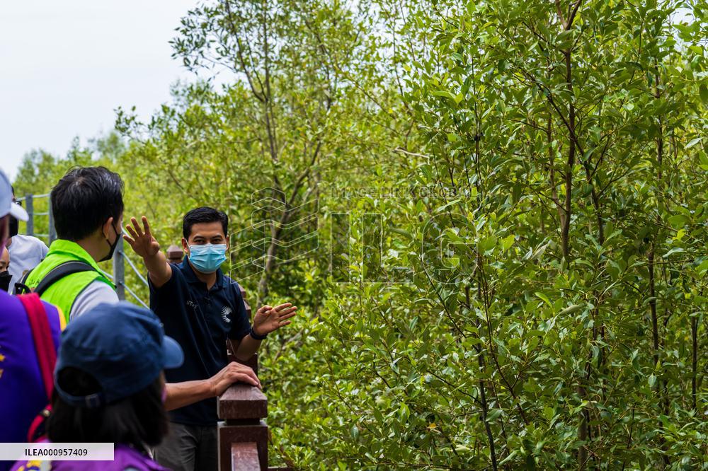MALAYSIA-JOHOR-MANGROVE