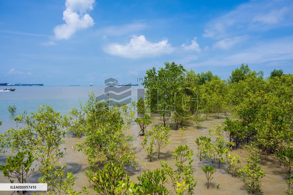 MALAYSIA-JOHOR-MANGROVE