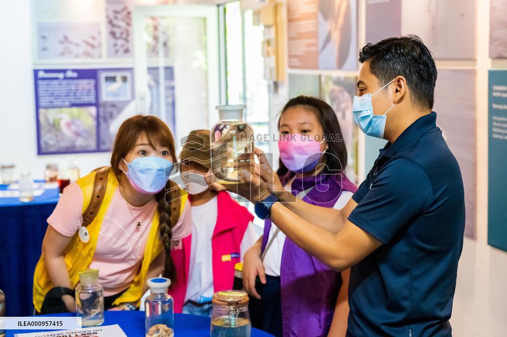 MALAYSIA-JOHOR-MANGROVE