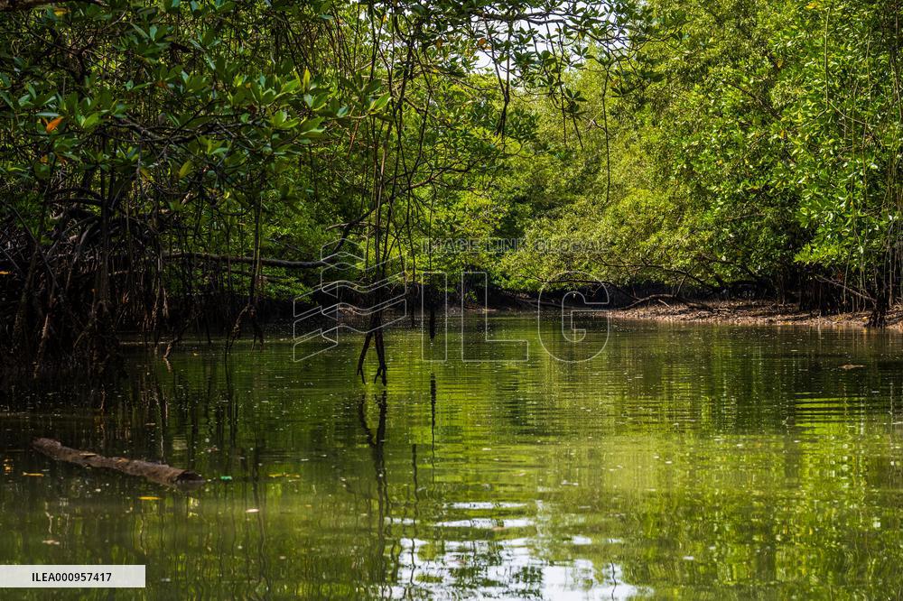 MALAYSIA-JOHOR-MANGROVE
