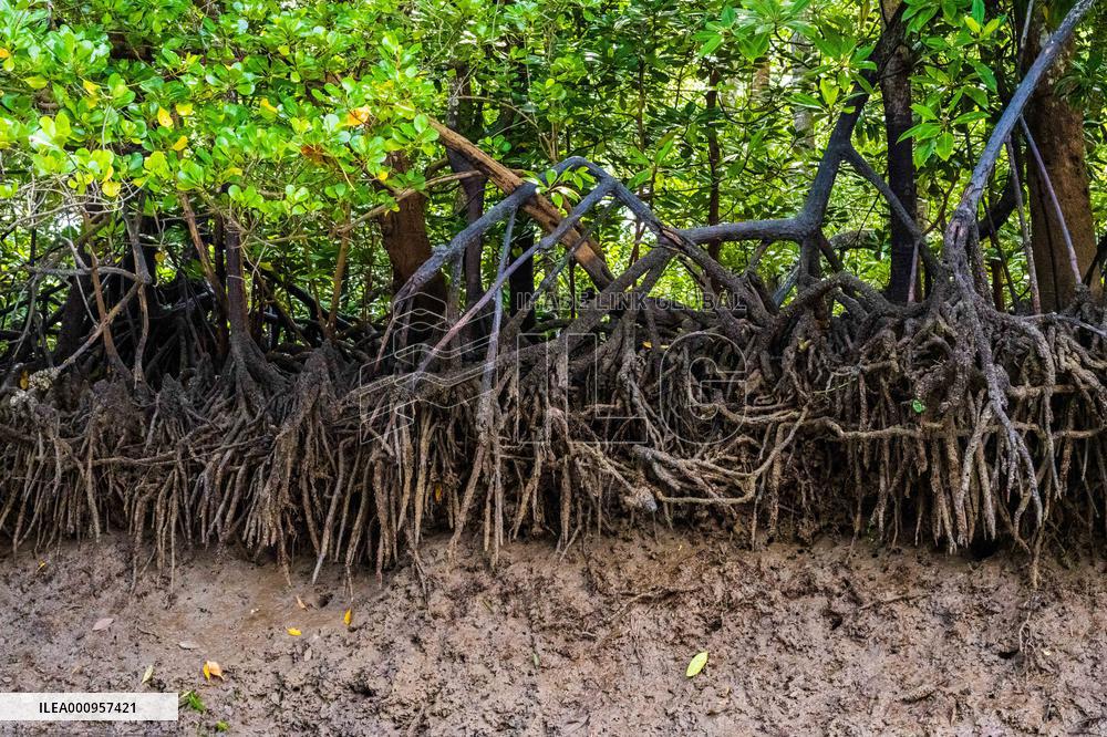 MALAYSIA-JOHOR-MANGROVE
