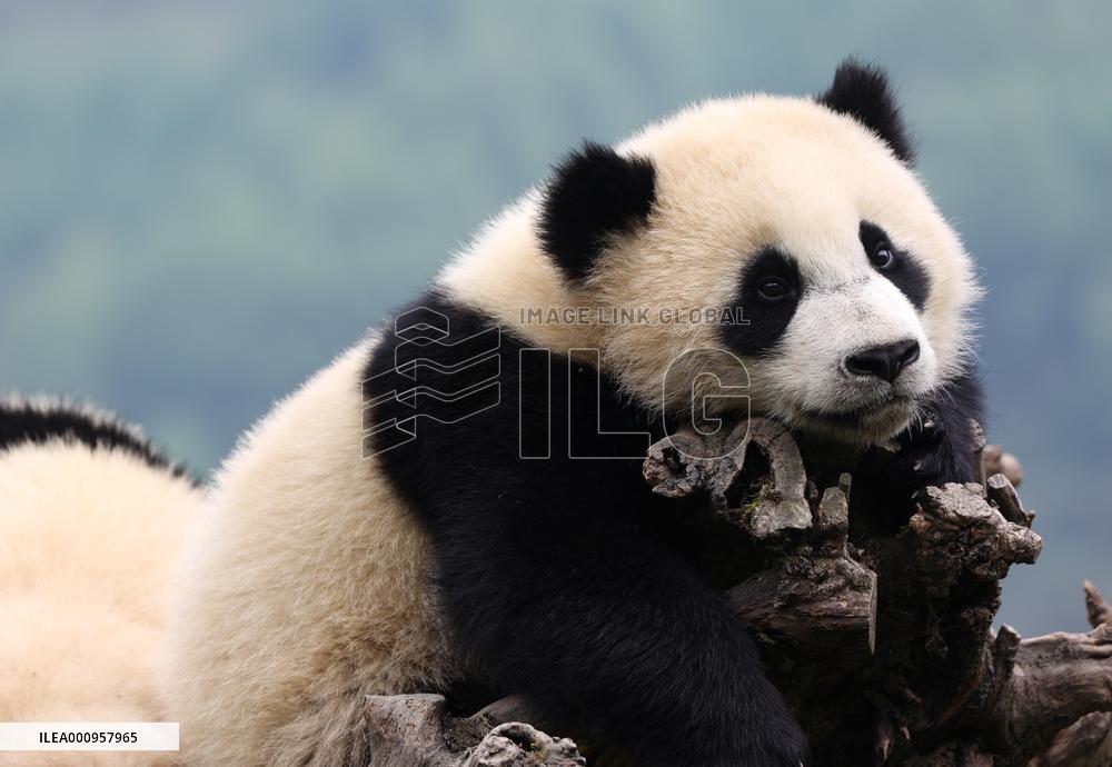 CHINA-SICHUAN-WOLONG-GIANT PANDA (CN)