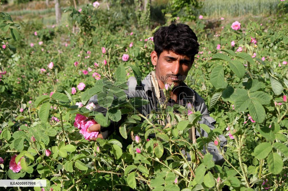 AFGHANISTAN-NANGARHAR-ROSE-HARVEST