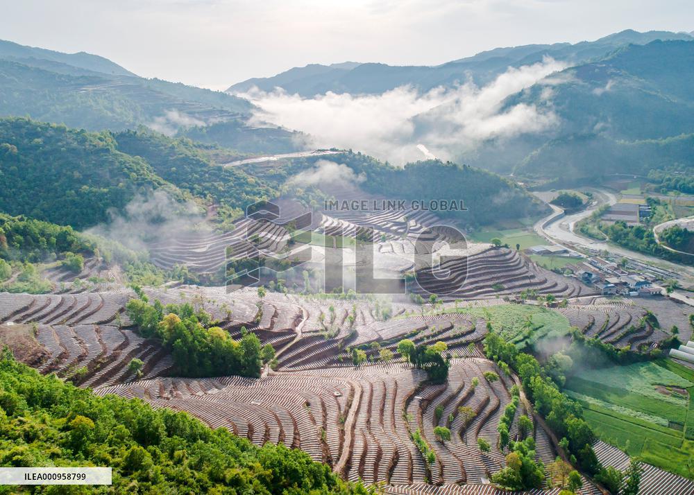 #CHINA-SHAANXI-LUEYANG-TERRACED FIELDS (CN)