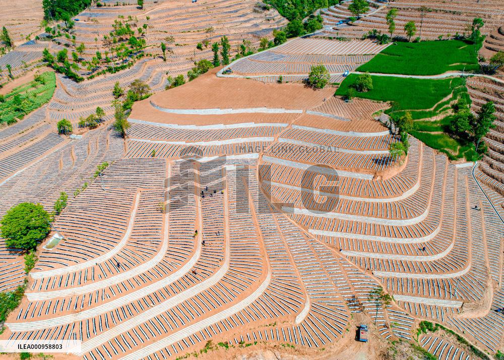 #CHINA-SHAANXI-LUEYANG-TERRACED FIELDS (CN)