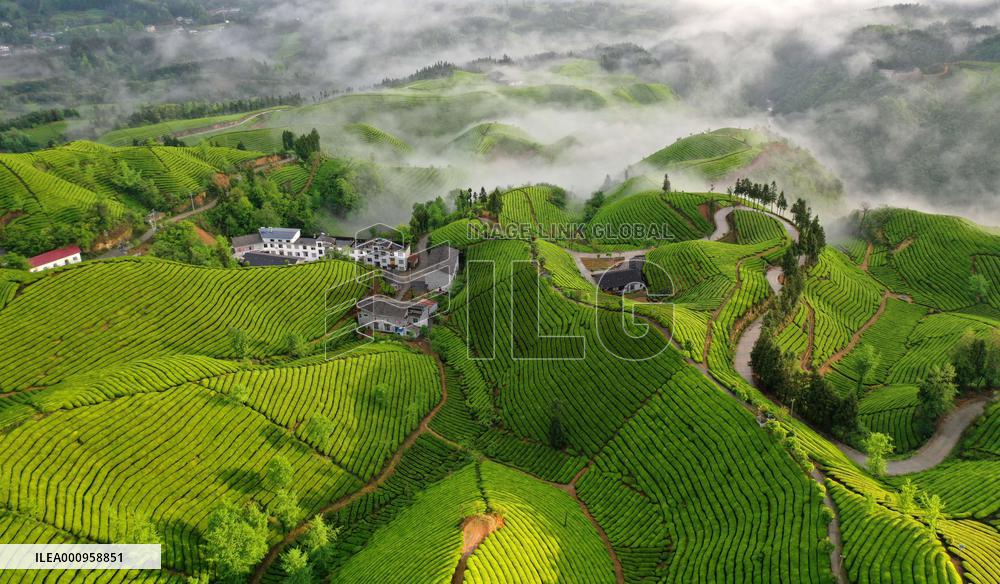 #CHINA-HUBEI-TEA GARDEN (CN)