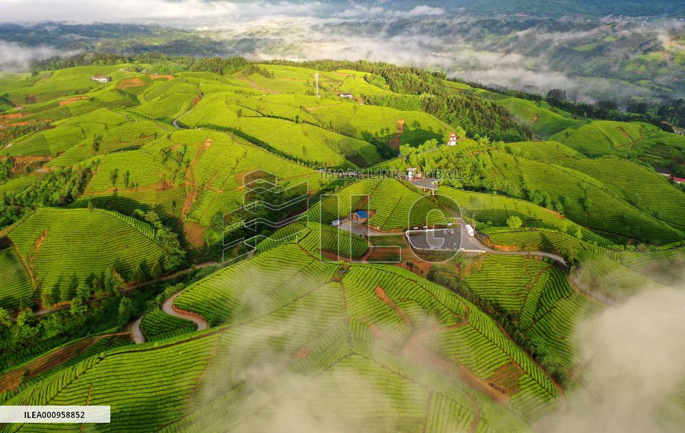 #CHINA-HUBEI-TEA GARDEN (CN)