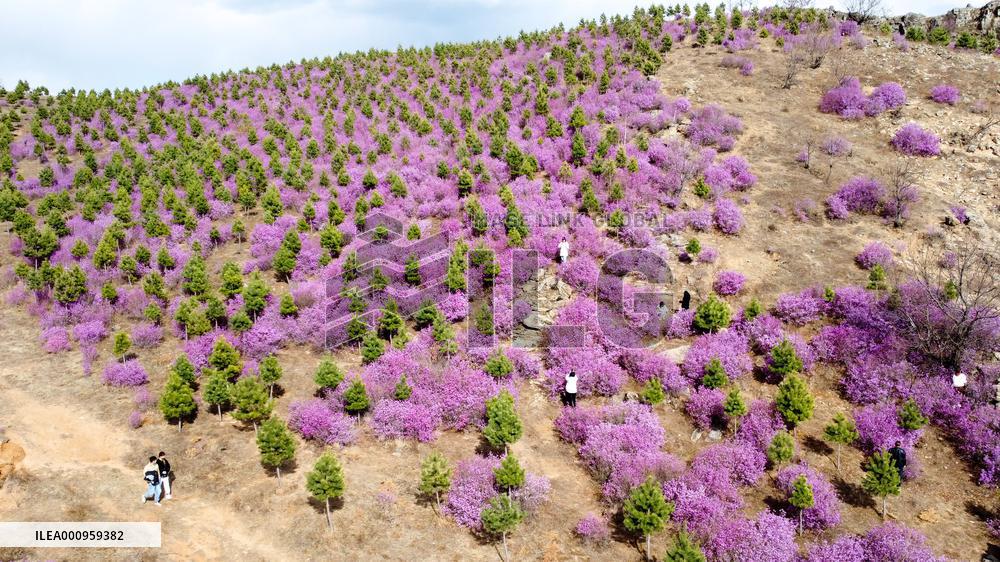 CHINA-INNER MONGOLIA-ZHALANTUN-AZALEA BLOSSOMS (CN)