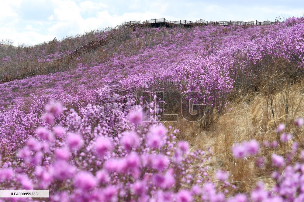 CHINA-INNER MONGOLIA-ZHALANTUN-AZALEA BLOSSOMS (CN)