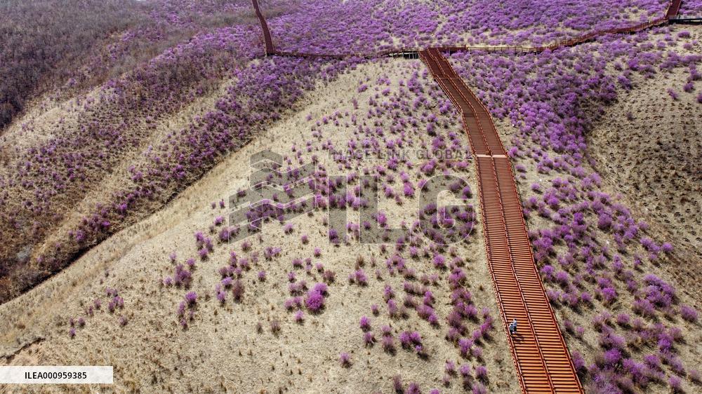 CHINA-INNER MONGOLIA-ZHALANTUN-AZALEA BLOSSOMS (CN)