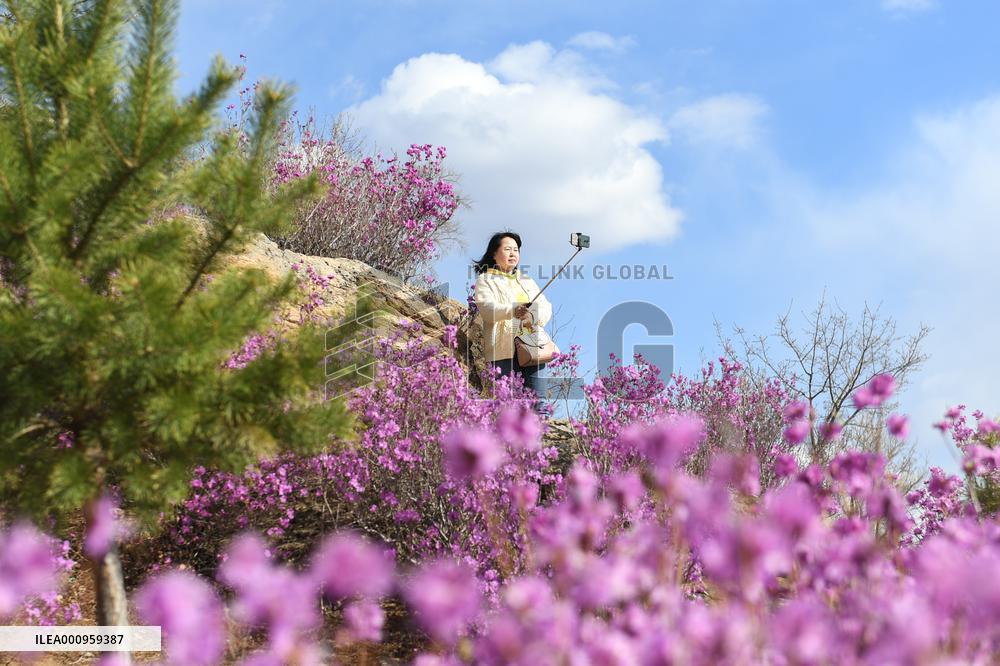 CHINA-INNER MONGOLIA-ZHALANTUN-AZALEA BLOSSOMS (CN)