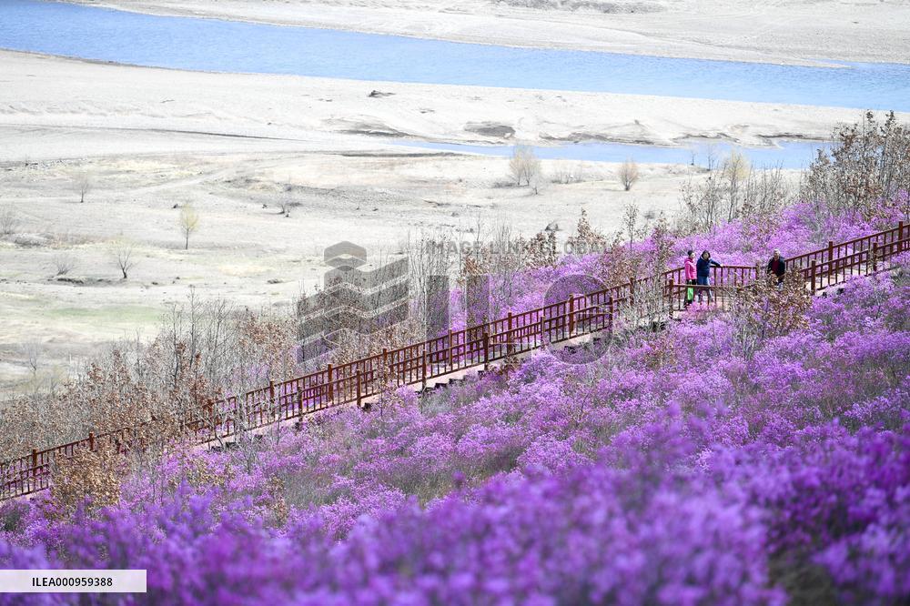 CHINA-INNER MONGOLIA-ZHALANTUN-AZALEA BLOSSOMS (CN)