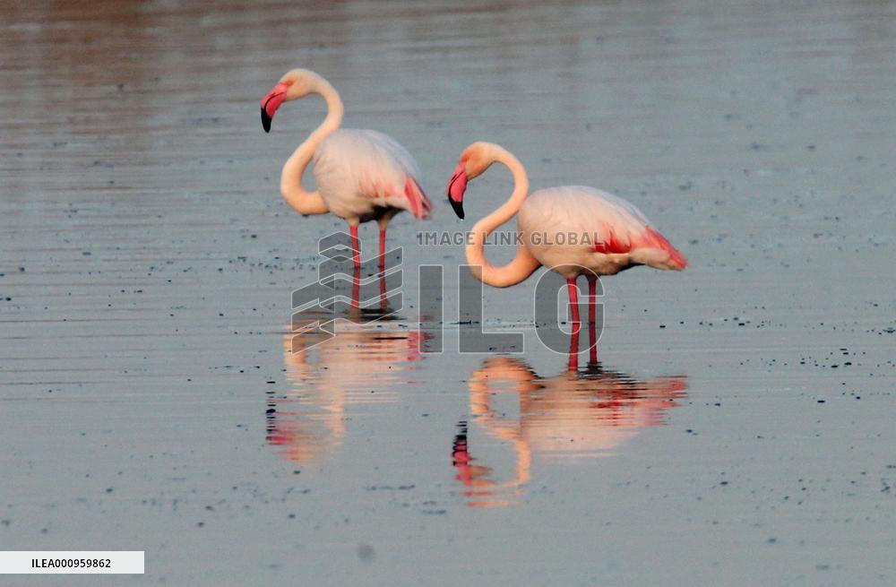 TURKEY-KONYA-BIRDS