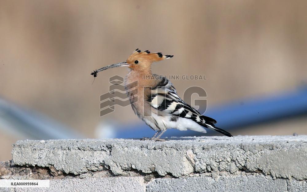 TURKEY-KONYA-BIRDS