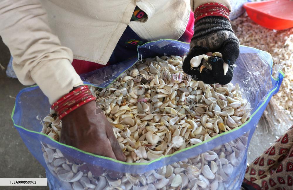 INDIA-MADHYA PRADESH-BHOPAL-GARLIC MARKET