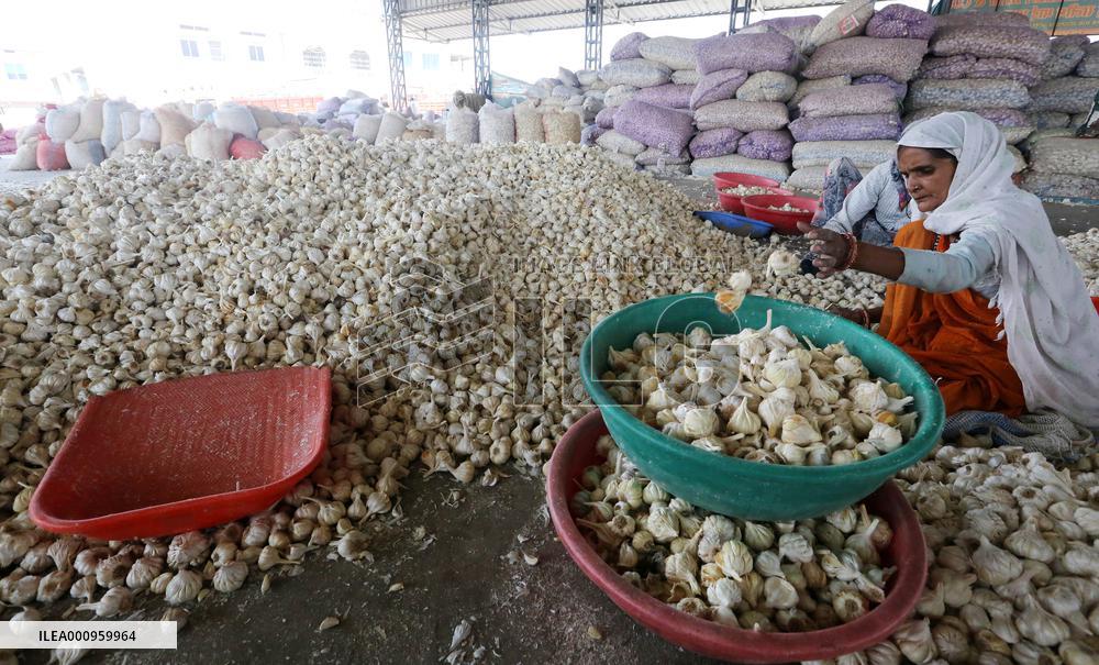 INDIA-MADHYA PRADESH-BHOPAL-GARLIC MARKET