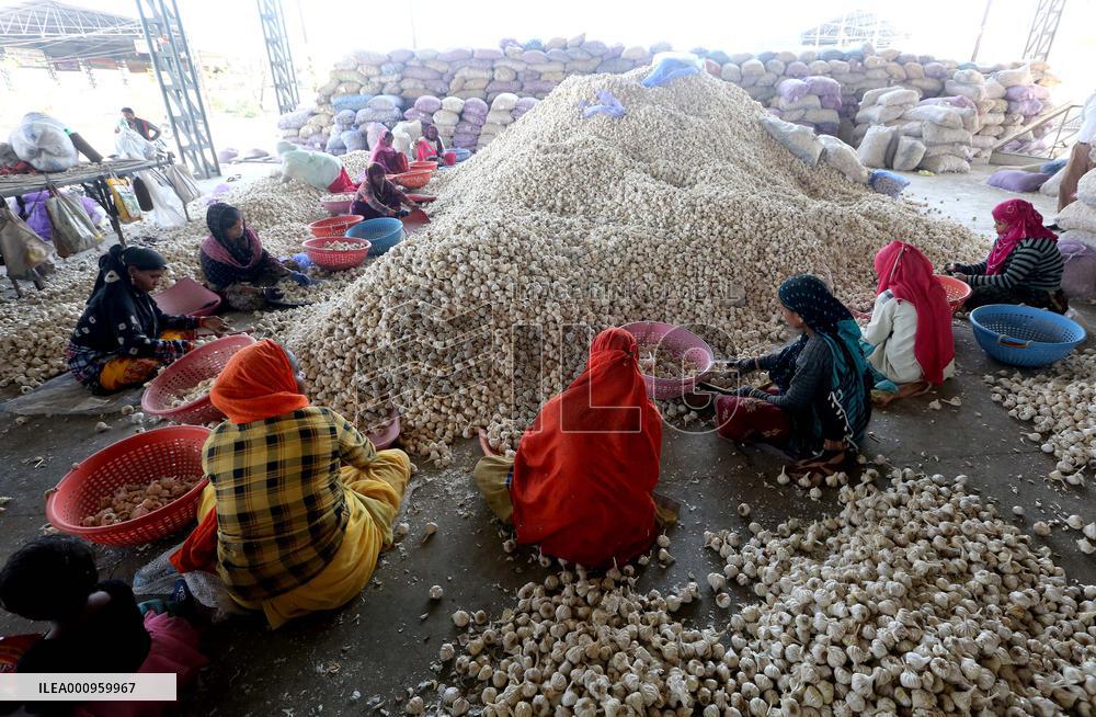 INDIA-MADHYA PRADESH-BHOPAL-GARLIC MARKET
