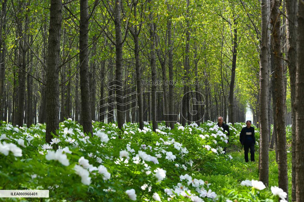 Xinhua Headlines: China taps local speciality industries to push rural vitalization