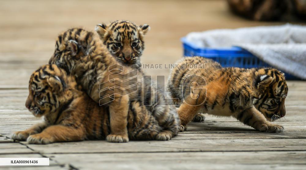 CHINA-YUNNAN-KUNMING-TIGER CUBS (CN)