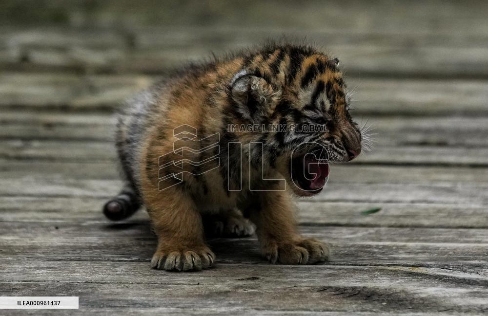 CHINA-YUNNAN-KUNMING-TIGER CUBS (CN)