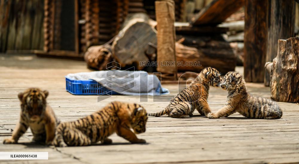 CHINA-YUNNAN-KUNMING-TIGER CUBS (CN)