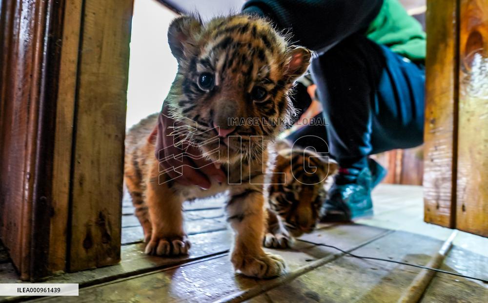 CHINA-YUNNAN-KUNMING-TIGER CUBS (CN)