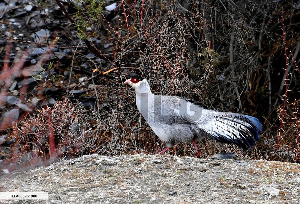 CHINA-TIBET-NAGQU-WHITE EARED PHEASANT (CN)